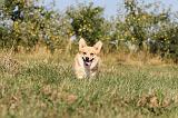 CORGI PEMBROKE 136